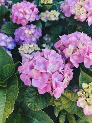Colorful hydrangea blooms in vibrant shades of pink and purple under natural light in a lush garden setting