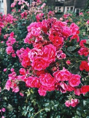 Vibrant pink roses bloom abundantly in a garden setting during sunny springtime