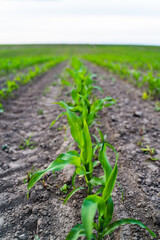 Close-up of young corn seedlings sprouting from soil in agricultural field during spring season.