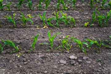 Top view of green corn seedlings growing in parallel rows on ploughed farmland soil.