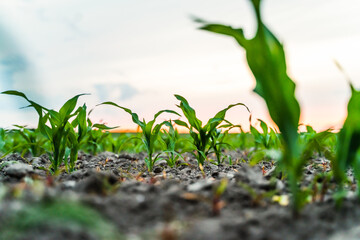 Corn seedlings in farmland soil photographed at sunset with warm evening light.
