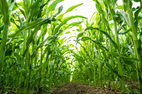 Fresh corn plants forming green tunnel rows in farmland field