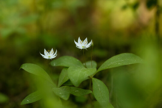 White forest flower Lysimachia europaea (syn. Trientalis europaea).