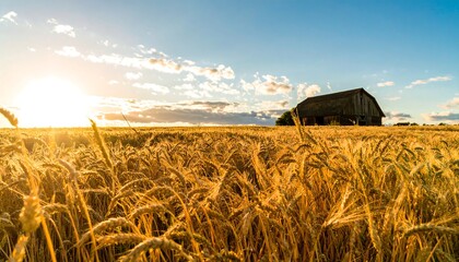 Golden wheat field at sunset, old barn in distance