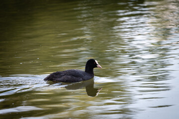 Common coot (Fulica atra) gliding on a calm pond with clear reflection and rippling green water.