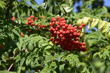 Juicy red rowan berries on a branch