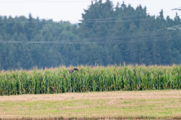 Common Buzzard (Buteo buteo) flying low over farmland in Germany.
