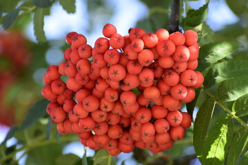 Juicy red rowan berries on a branch
