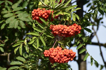 Juicy red rowan berries on a branch