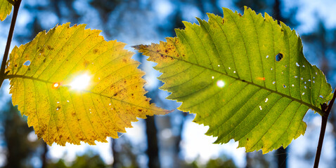 closeup green leaves in light of sparkle sun, beautiful autumn forest natural background