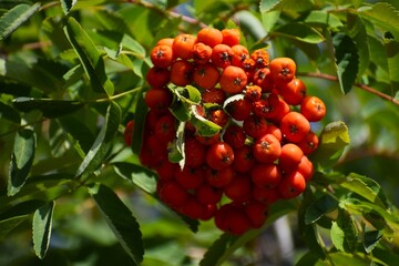 Juicy red rowan berries on a branch