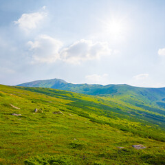 green mountain valley with forest at the bright sunny day