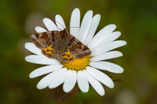  Burnet companion moth (Euclidia glyphica) on a white daisy flower.