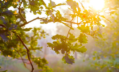 Obraz premium oak tree branch in light of starkle sun, autumn forest outdoor scene