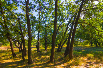 calm autumn red dry forest glade seasonal natural scene