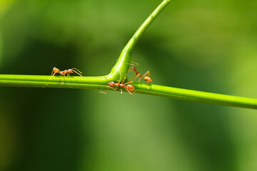 Weaver Ants Working on Green Stem in Tropical Forest Close-Up