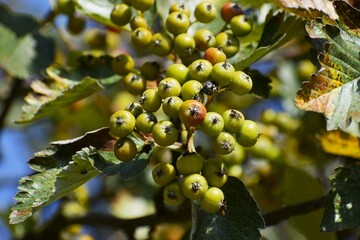 Serebryk tree with maple like leaves and bronze fruits in autumn colors
