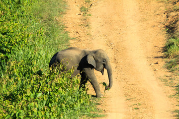 Young Asian elephant walking from forest onto dirt road.