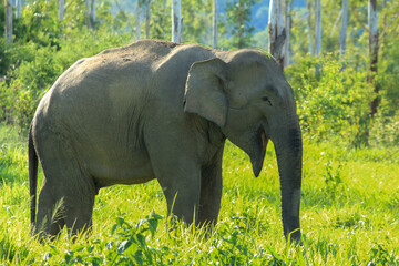 Asian elephant grazing in green tropical forest during daytime.