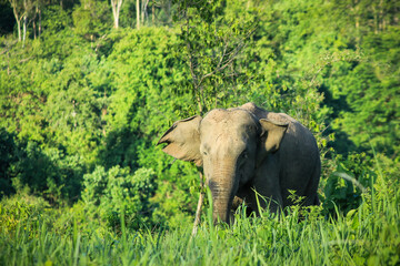 Wild Asian elephant in lush green forest environment.