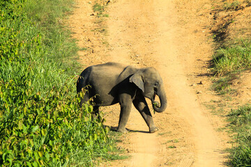 Young wild elephant walking across dirt road in tropical forest.