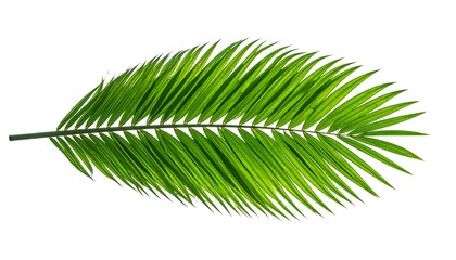 Obraz premium Palm frond against white