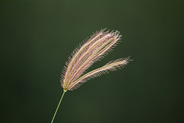 Close-up of wild grass flower isolated on dark green background. Perfect for natural background, simplicity, or peaceful design elements.