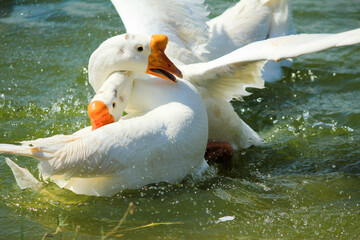 Two white goose swimming in the water