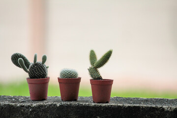 Three cute cactus plants in small pots on cement surface with soft background – perfect for minimal lifestyle, home decor inspiration, or gardening content.