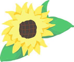 sunflower vector drawing icon