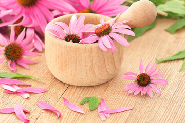 Echinacea purpurea plant flowers in wooden mortar, copy space, natural medicine, antiviral...