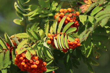 Juicy red rowan berries on a branch