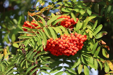Juicy red rowan berries on a branch