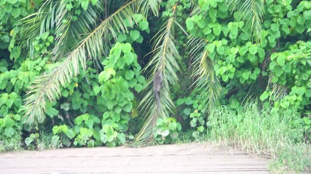 Appetitive behavior. Hose langour (Pygathrix hose) deftly climbs a long palm leaf. Borneo Island, tropical rain forest. January