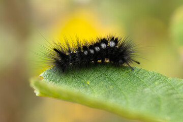 Black moth caterpillar on a green leaf. Gynaephora selenitica,  Close -up.