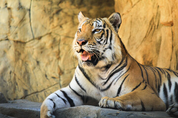 Close up tiger in the zoo