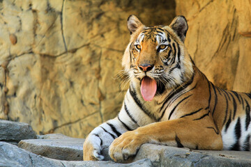 Beautiful portrait of a tiger in the zoo with tongue