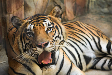 Angry tiger in the zoo