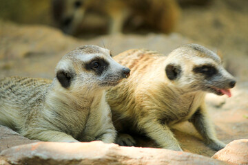 Curious meerkats resting on warm rocks in natural habitat, perfect for wildlife education, nature documentaries, and zoo promotional materials.