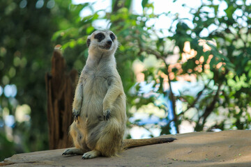 Alert meerkat standing upright on a rock with blurred green background, ideal for wildlife documentaries, animal behavior studies, and nature-themed educational content.