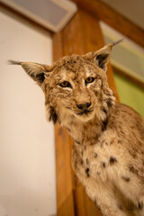 Fototapeta premium Close-up of the head of a mounted Eurasian lynx. 