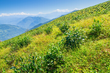 Temi tea garden of Ravangla, Sikkim, beautiful vast tea plantation on gradually sloping field with mountains and blue sky in the background. It is only tea garden in Sikkim, one of the world's best.