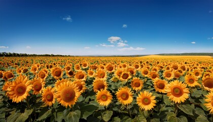Obraz premium radiant sunflowers stretching towards the horizon under a clear blue sky