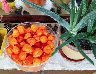 Japanese lantern fruit or common physalis, with a berry hidden in its calyx - the orange brilliance of the harvested ornamental fruit in a decorative example.