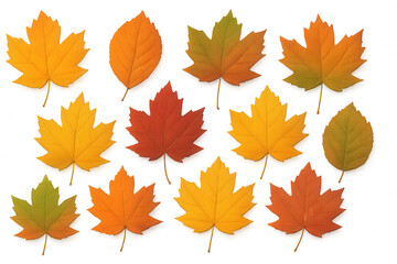 Obraz premium Autumn leaves displaying warm orange, yellow, and red hues scattered across transparent backdrop