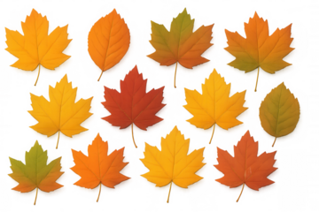 Autumn leaves displaying warm orange, yellow, and red hues scattered across transparent backdrop