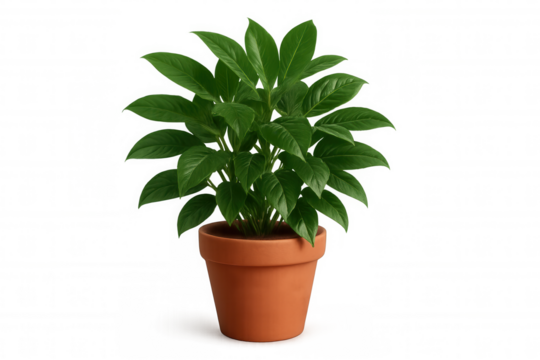 Green houseplant growing vibrantly inside traditional terracotta container, showcasing natural beauty against clean white backdrop