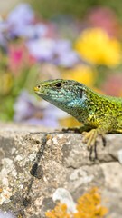 Naklejka premium Close-up of a vibrant green lizard on a rocky outcrop, with blurred colorful flowers in the background