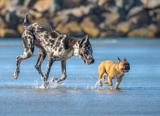 Harlequin Great Dane and French Bulldog run and play together on beach TIDAL POOL