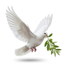 Fototapeta premium White dove carrying an olive branch, symbol of peace, isolated on white background